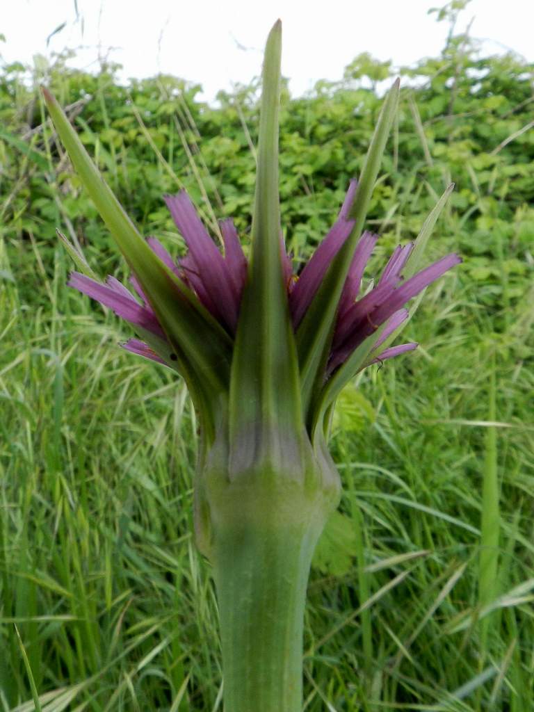 Tragopogon porrifolius / Barba di Becco violetta